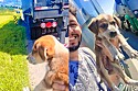 Caminhoneiro resgata e adota cachorrinha desnutrida que encontrou na estrada.