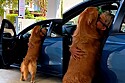 Golden retriever não solta mais tutor após conseguir dar um abraço nele.