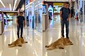 Golden Retriever se recusa a deixar o parquinho e vídeo diverte as redes sociais.