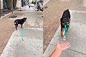 Rottweiler perde a paciência após tutora derrubar sua guia várias vezes.