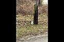 Motorista decide ajudar uma criaturinha minúscula que viu amarrada a um tronco.