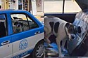 Cachorrinho foge de casa para passear e, surpreendentemente, volta de táxi.