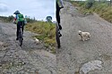 Cachorro abandonado persegue ciclista e implora para ir para casa com ela