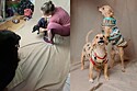 Mais de 70 animais foram resgatados em Pelotas.