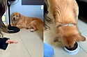 Conheça Pitoco, o golden retriever que só come ração se tutores cantarem música especial.