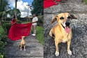 Cachorra caramela invade sessão de fotos, faz a egípcia para não sair da frente e acaba ganhando ensaio profissional