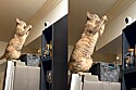 Gata usa câmera para convencer tutora que está fora de casa a voltar.