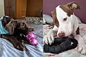 5 melhores brinquedos mordedores para cachorro