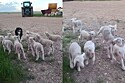 Cordeiros tentam fugir para campo, mas dão de cara com pastor border collie - o que acontece a seguir faz web rir