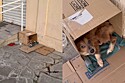 Moça não consegue ficar indiferente ao ver rabinho balançando para ela de dentro de caixa papelão