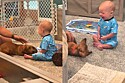 Bebê conhece um cachorro pela primeira vez - o que ele faz em seguida faz todo mundo rir