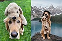 Golden que foi recusado como cão de apoio por ser brincalhão demais é adotado e vive história linda.