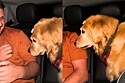 Tio ocupa lugar preferido de golden retriever no carro, e reação do cão diverte a internet