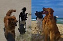 Filhotes de Golden e Border Collie nascem diferentes dos pais, mas semanas depois revelam a melhor surpresa  