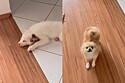 Com toda empolgação, cachorro mostra como ele avisa irmão cego e surdo que dona chegou em casa