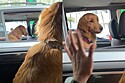 Fui olhar, mas ela já tava olhando: Cão Golden fica corado ao perceber que já estava sendo encarado e reação ganha milhões de likes.