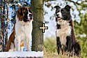 Casal adota cachorro mistura de Border Collie e São Bernardo, pet cresce e se torna a mais perfeita combinação das duas raças.