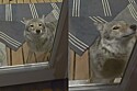 Homem convida coiote para entrar em sua casa - e foi assim que animal tratou os pets da casa.