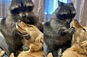 Conheça Toshka e Luna, um guaxinim e um cachorro que são melhores amigos e estão sempre agarrados