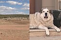 Durante patrulha de rotina, cachorro encontra e guia menino de 2 anos que andou 11 km sozinho em área com pumas e cânions