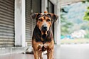 Autoridades são acionadas para resgatar cachorro vira-lata caramelo - mas havia um detalhe