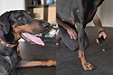 Cachorro Doberman só sabia chorar após perder perna para o câncer - até que uma notícia muda tudo.