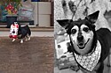 Morre Pituco, cachorrinho que ficou famoso por buscar ração em Pet Shop