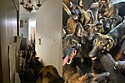 Equipe entra em apartamento e encontra 40 cachorros da raça belga malinois vivendo em situação crítica.