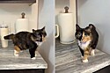 Mulher mostra o tamanho de uma gata anã e internet não está sabendo lidar com tamanha fofura.