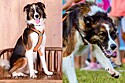De filhote abandonada a supercampeã — conheça Tuca, cachorra Borderlata campeã nacional de Agility e Canicross.