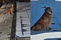 Golden retriever fica de coração partido sentado ao lado de piscina há meses, até receber notícia que esperava.
