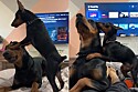 ‘Edição normal e de bolso’: Pinscher aparece brincando com doberman e internautas vão à loucura com semelhança entre as raças.