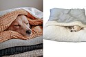 6 ideias de caminhas para seu cachorro conseguir se cobrir sozinho no inverno.