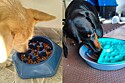 Comedouros lentos: 6 opções criativas para cães esfomeados e ansiosos.