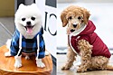 6 ideias de roupinhas quentinhas de inverno para cachorro