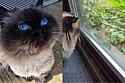 Gata que vivia sozinha ouve batidas na janela - e eis que ela ganha um novo amigo lindo.