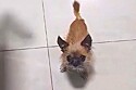 Pai que não queria cachorro em casa manda o melhor vídeo para filha.
