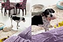 O que é isso Creidi?: Cachorrinha vira-lata de 3 pernas fica famosa ao tentar disfarçar roubo do almoço