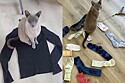 Gato aterroriza cidade por causa de vício em surrupiar roupas íntimas das pessoas: É cleptomaníaco