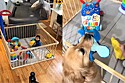 Golden retriever apaixonado por bebê faz questão de lançar seus brinquedos para dentro de cercadinho.