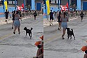 Prestes a cruzar linha de chegada, meia maratonista tem percurso interrompido por espectador de quatro patas