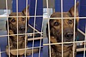 Cachorrinha unicórnio fica desolada após ela se arrumar para evento de adoção e ninguém aparecer