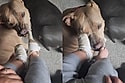 Pitbull apaixonada por bisnaguinhas tira meias de irmão humano e promove cena mais fofa de todas