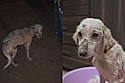 Flores em vida: Cachorra medrosa encontrada quase sem pelos floresce ao receber amor pela primeira vez