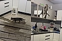 Moça conversa toda amorosa após gato desconhecido quase derrubar sua casa e vídeo viraliza