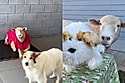 Dona faz cachorrinha de pelúcia para confortar ovelha que havia perdido melhora amiga e cena emociona