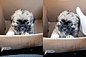 Uma beleza exótica: Moça adota filhote achando que era Shih-Tzu, mas pet cresce e fica muito diferente do esperado