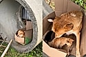 Mesmo sem nada mamãe vira-lata ainda acolhe gatinho junto de seus filhotes e atitude emociona