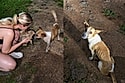 “Obrigado por levar meus bebês”: Cachorrinha agradece moça que acolheu seus filhotes, sem saber que seu destino também mudaria