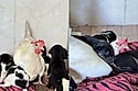 ‘É rede de apoio’: Para mãe cachorrinha descansar, galinha ajuda a cuidar de filhotes como uma avó perfeita